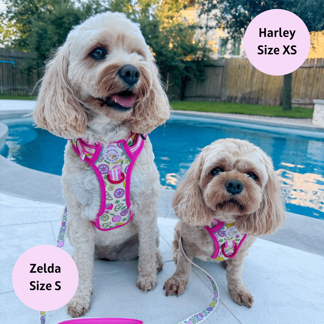 Zelda & Harley Harness Pink Lemonade - Adventure No Pull Harness