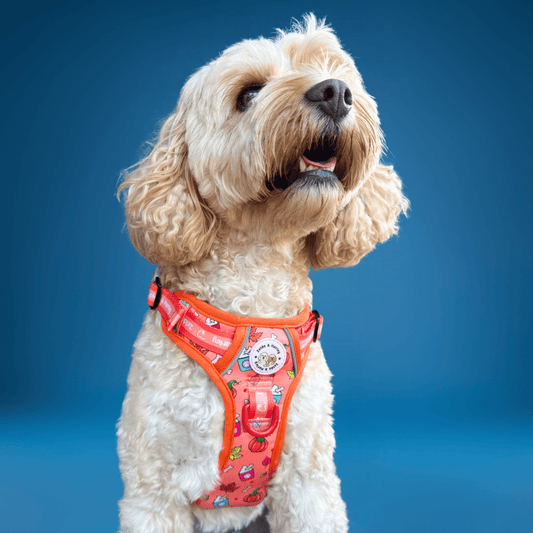 Pink Coffee Dog Collar, Latte Pet Collar, Designer Dog Collar, Girl Dog  Collar, Female Dog Collar, Adjustable Puppy Collar, Cute Dog Collar