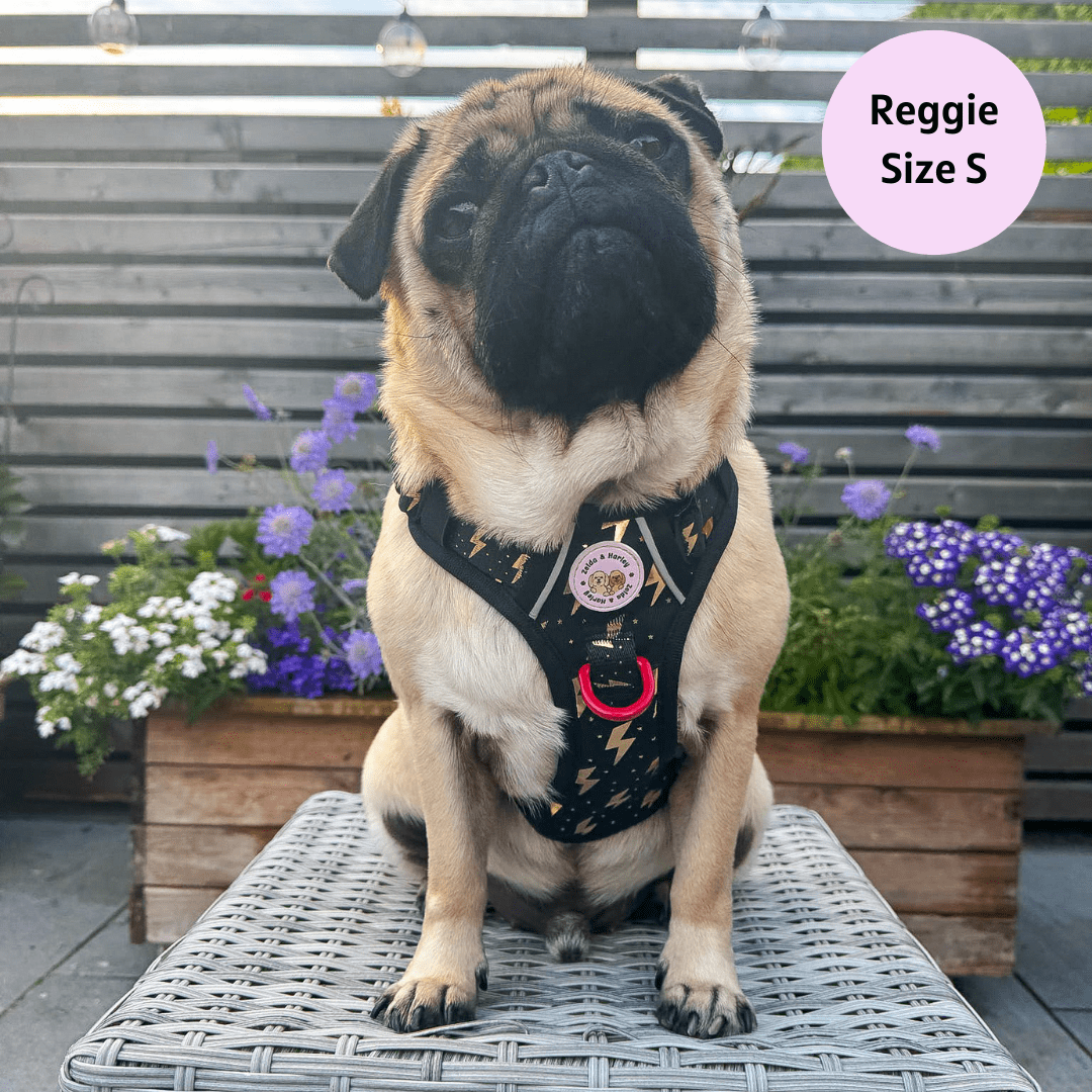 A pug s pirofila life harness