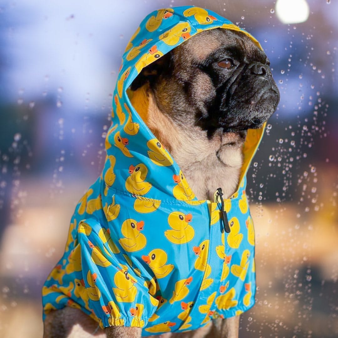 Frisco rubber best sale ducky dog raincoat